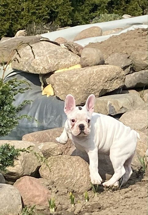 Buldog Francuski, suczka, biała
