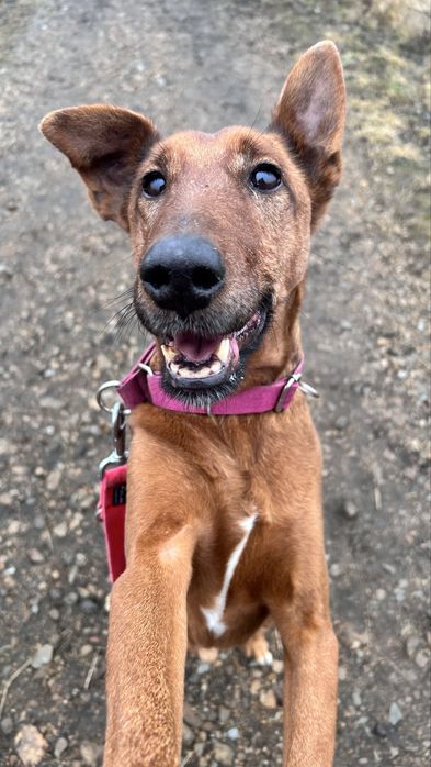 KIRO - piękny pies do adopcji