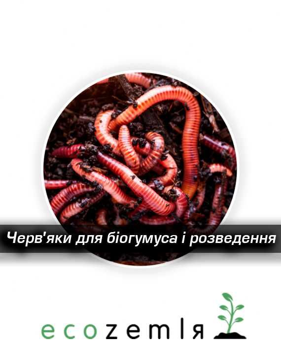 Хробаки сім'я 1500шт старатель каліфорнійський для біогумусу рибалки