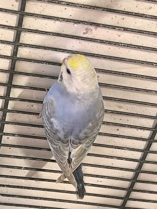 Periquitos australianos varias cores