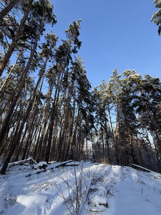 Ділянка у сосновому лісі 8-10 соток с. Ходосівка Новообухівська траса