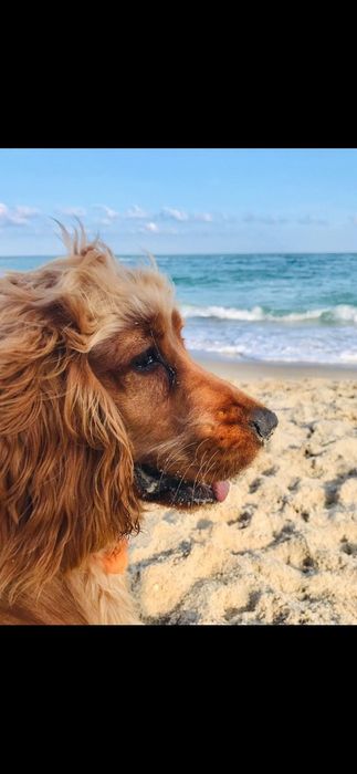 Вязка Спаниель 2 года