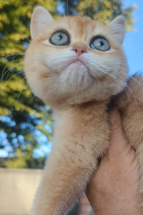 Bri ny 12 Шиншила золотая