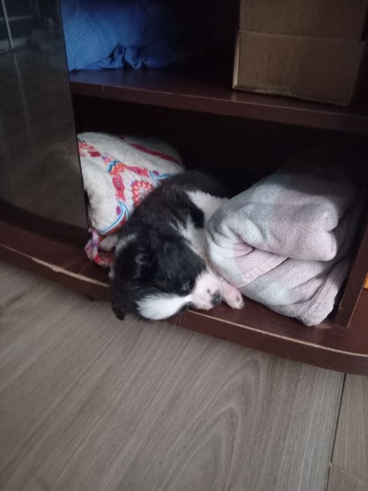 Бордер колли бесплатно