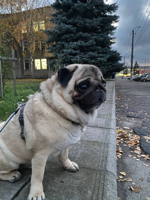 Мопс, хлопчик,  дорослий