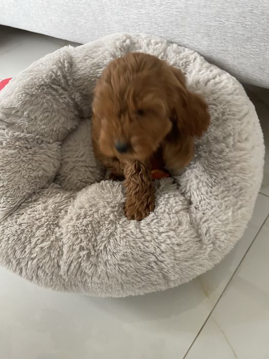 Cockapoo f1 szczeniak