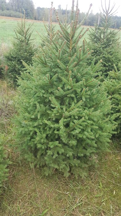 Plantacja choinek ,choinki świerkowe ,sadzonki świerka ,świerk.