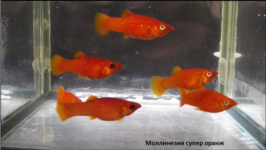 Меченосцы, молинезии, велиферы и п.р.