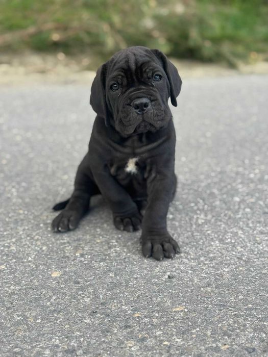 Dostępny czarny samiec Cane corso ZKwP/FCI