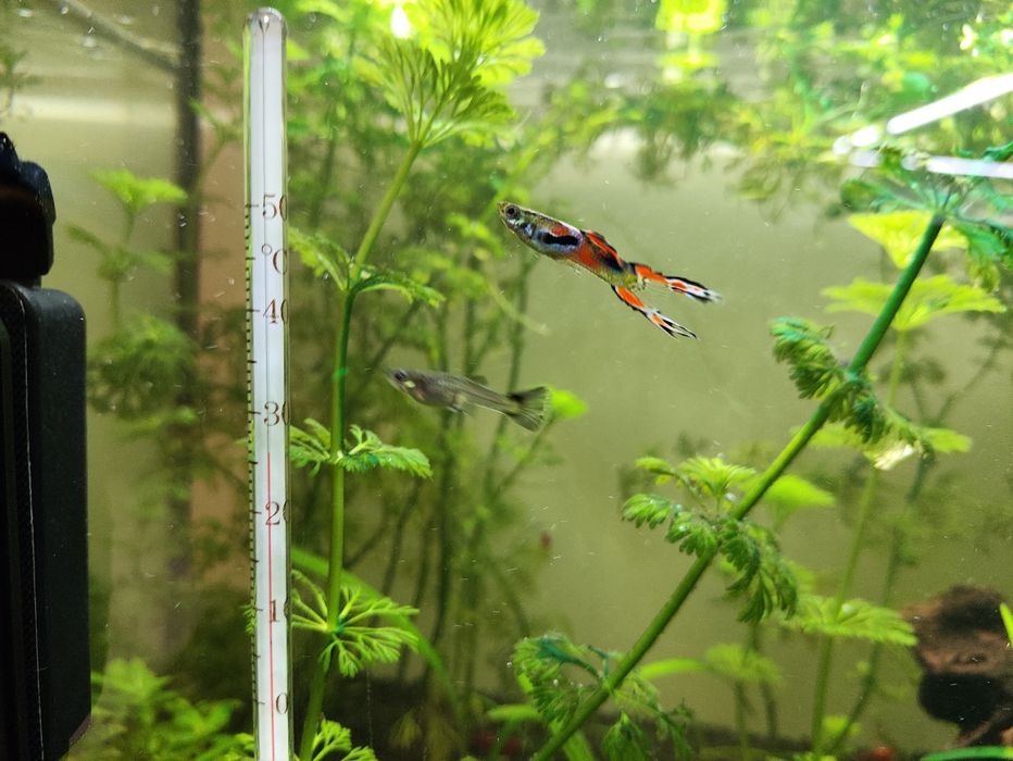 Peixe Guppy macho