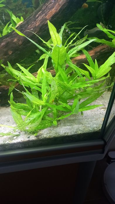 hygrophila stricta