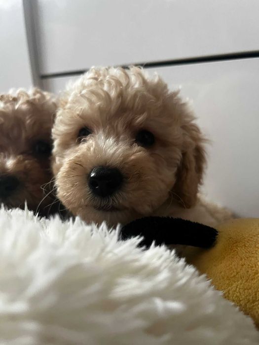 śliczna sunia pudel