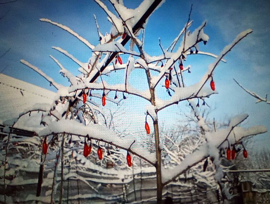 Годжи, сорт Сахарный Гигант