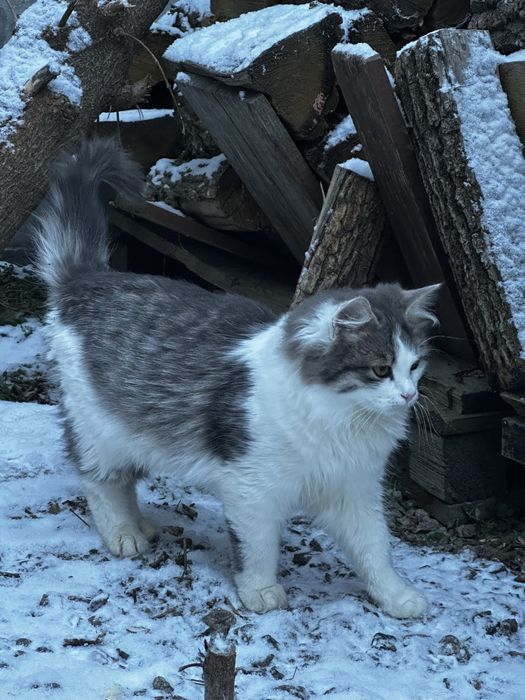 Кошенята, котики, кіт