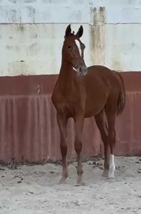 Poldra Luso Warmblood desportiva com 1.5 anos