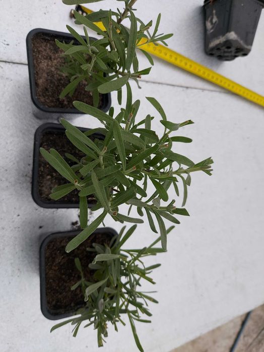 lawenda wąskolistna w doniczce