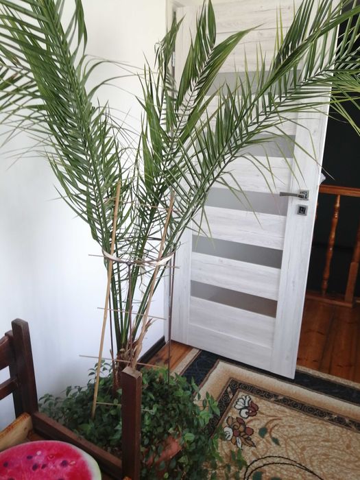 Sprzedam palmę i sadzonki trzykrotki zielonej