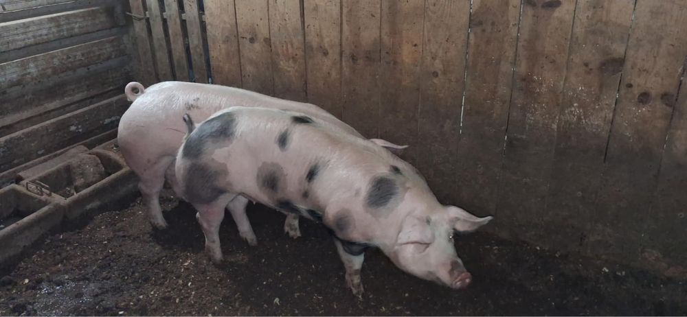 Vendo porcos cx pietran