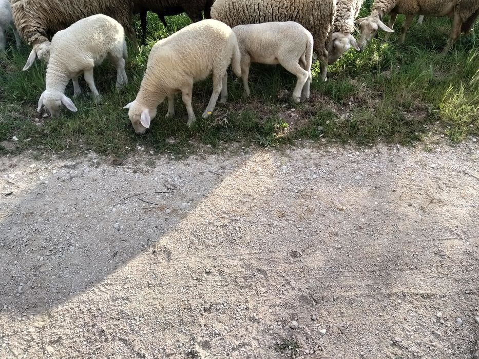 Vendo três borregos