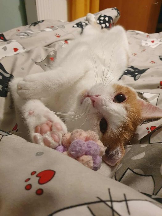 Przecudny Pinokio czeka na adopcje