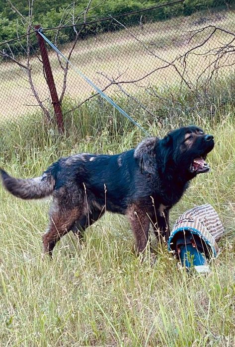 Кавказская овчарка щенки - рабочие родители,  отличное происхождение.