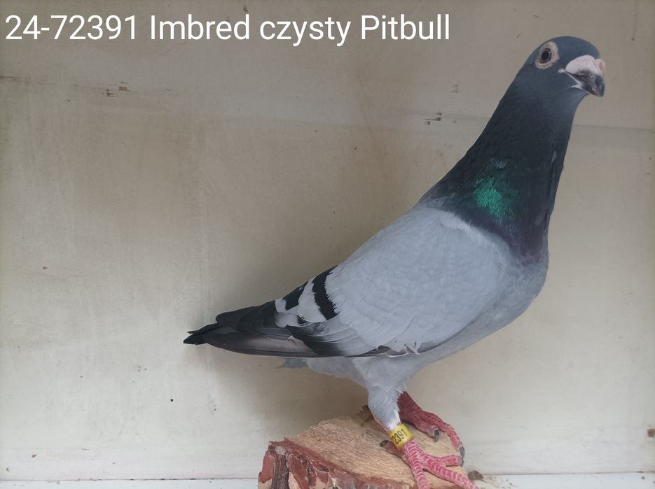 Gołębie pocztowe rodowód wysyłka