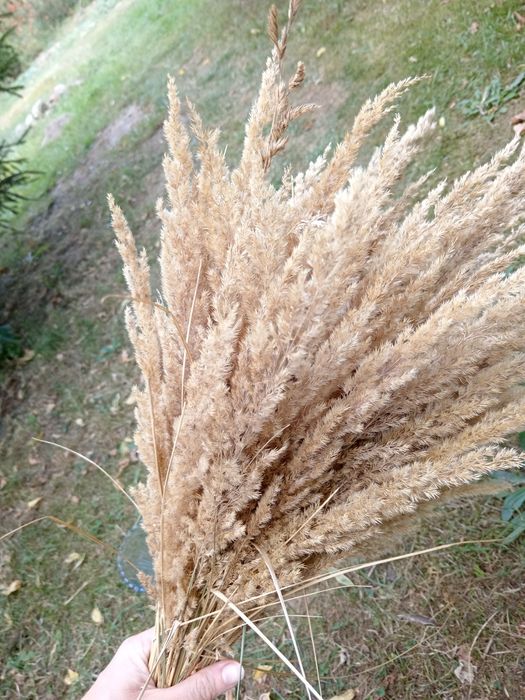 Trawa ozdobna gęsta