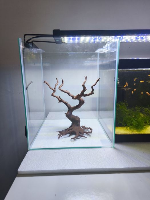 Bonsai  para aquário