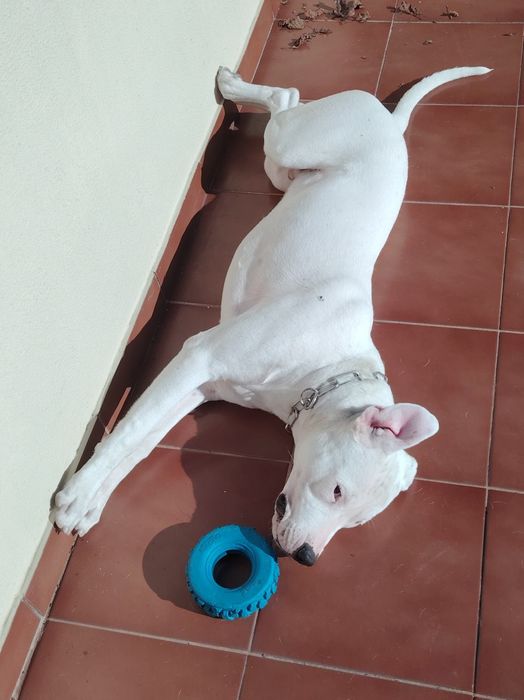 Dogue Argentino URGENTE