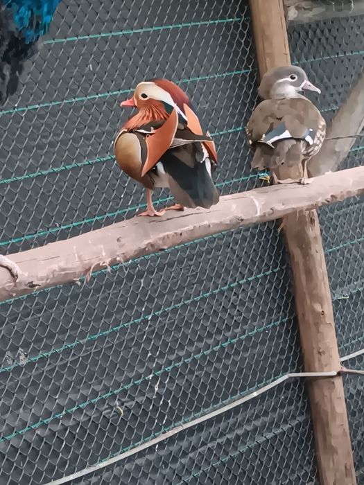 Casal mandarins 2025