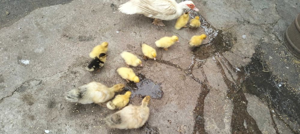 Продаються каченята мускусні (шипуни)