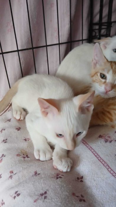 Gatos bebés para adoção consciente