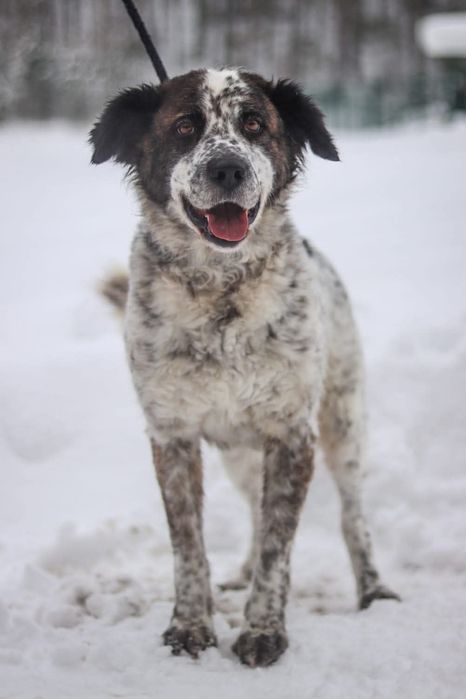 Delikatna sunia szuka domu  / do adopcji