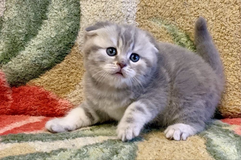 Скоттиш Фолд малыш