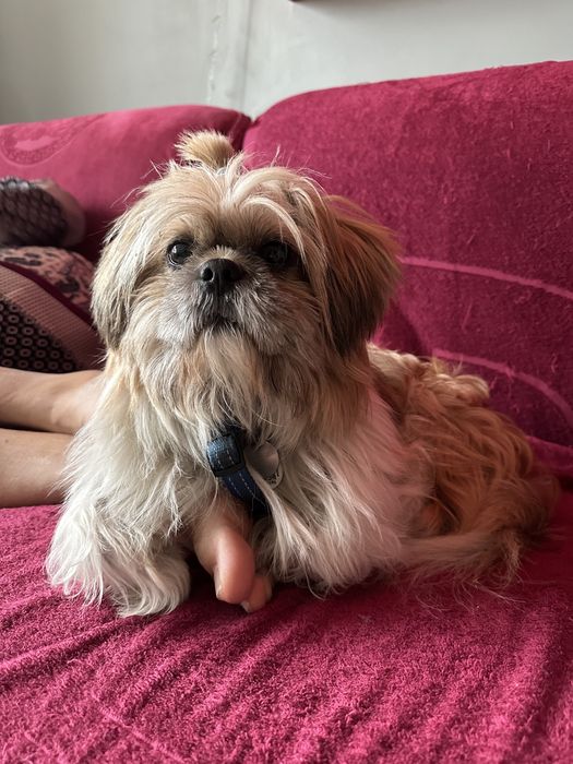 Ши-тцу вязка