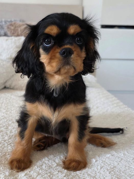 Cavalier King Charles Spaniel - piesek
