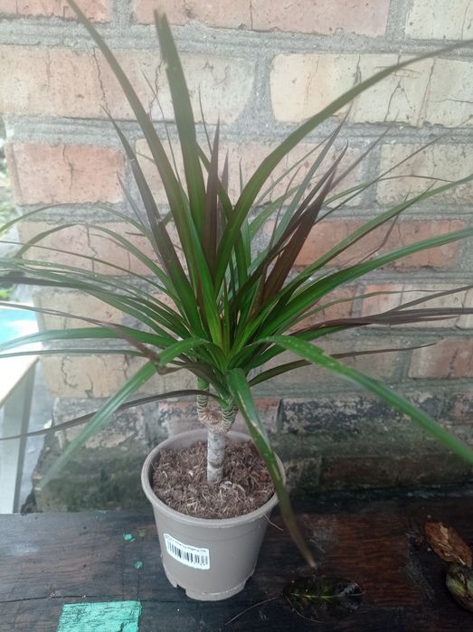 Драцена Маргината.