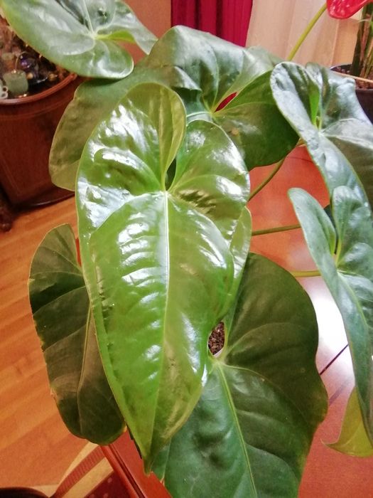 Антуриум подарочный