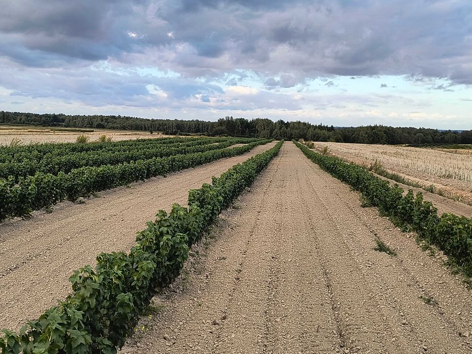 Usługa sadzarką do porzeczki  drzewek owocowych w  GPS RTK