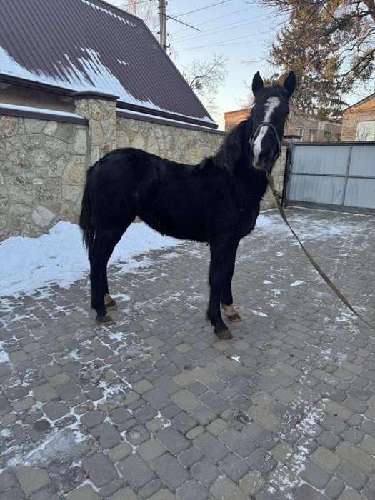 Продам лоша (Лошичка)