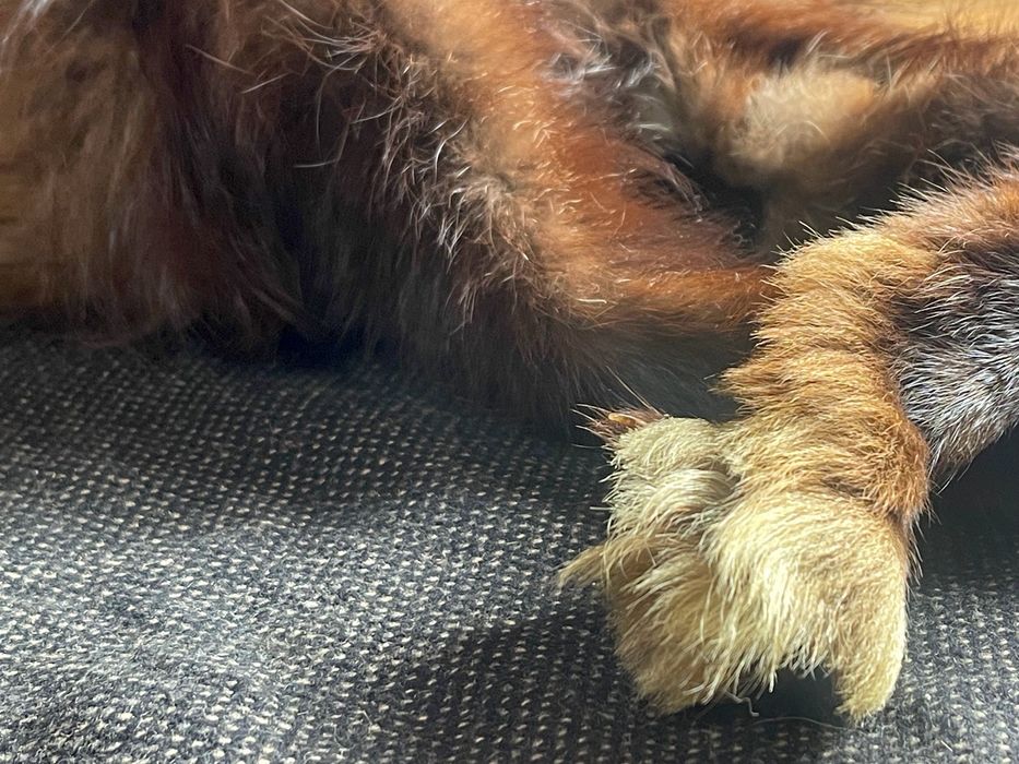 Estola vintage em pele verdadeira com patas