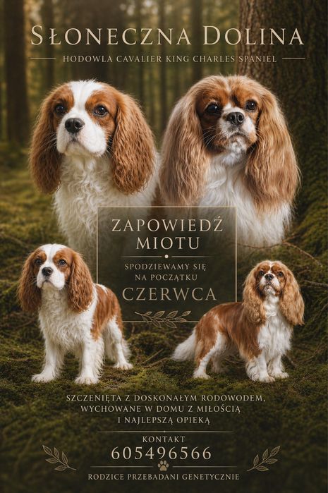 Cavalier charles spaniel king