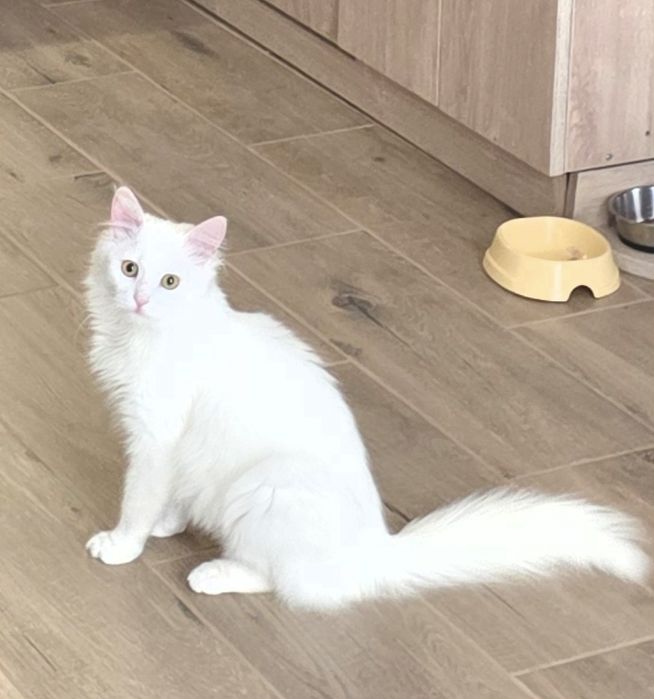 Подарую   котика