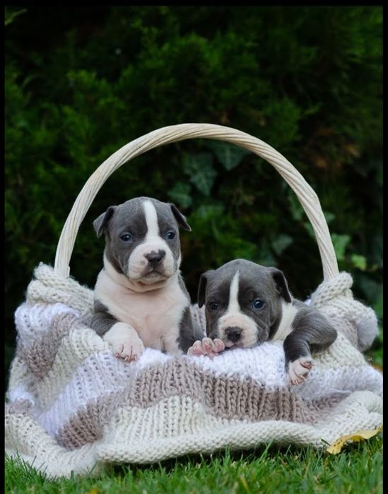 Блакитні породні дівчата для вашої родини ..
