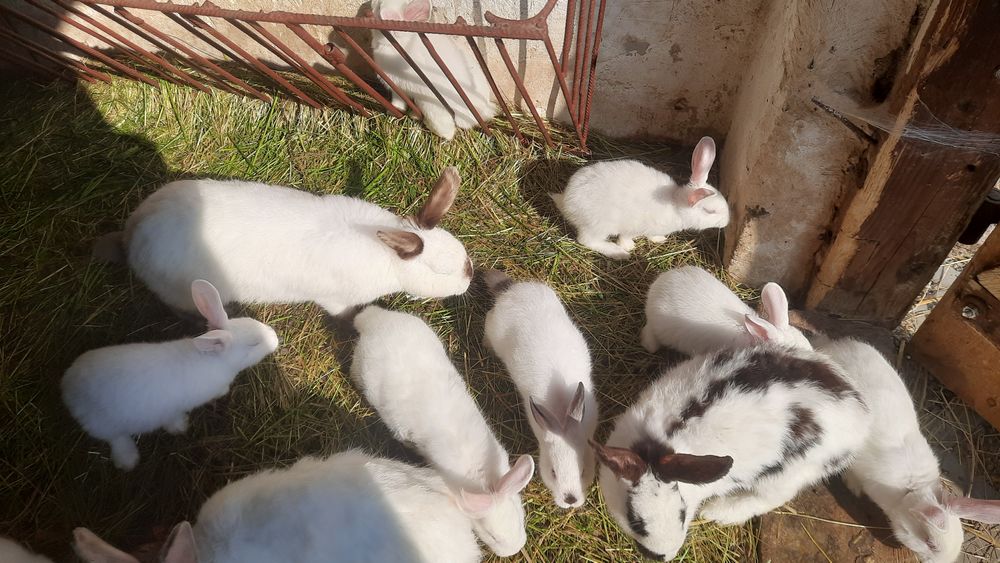 Kroliki młode samodzielne