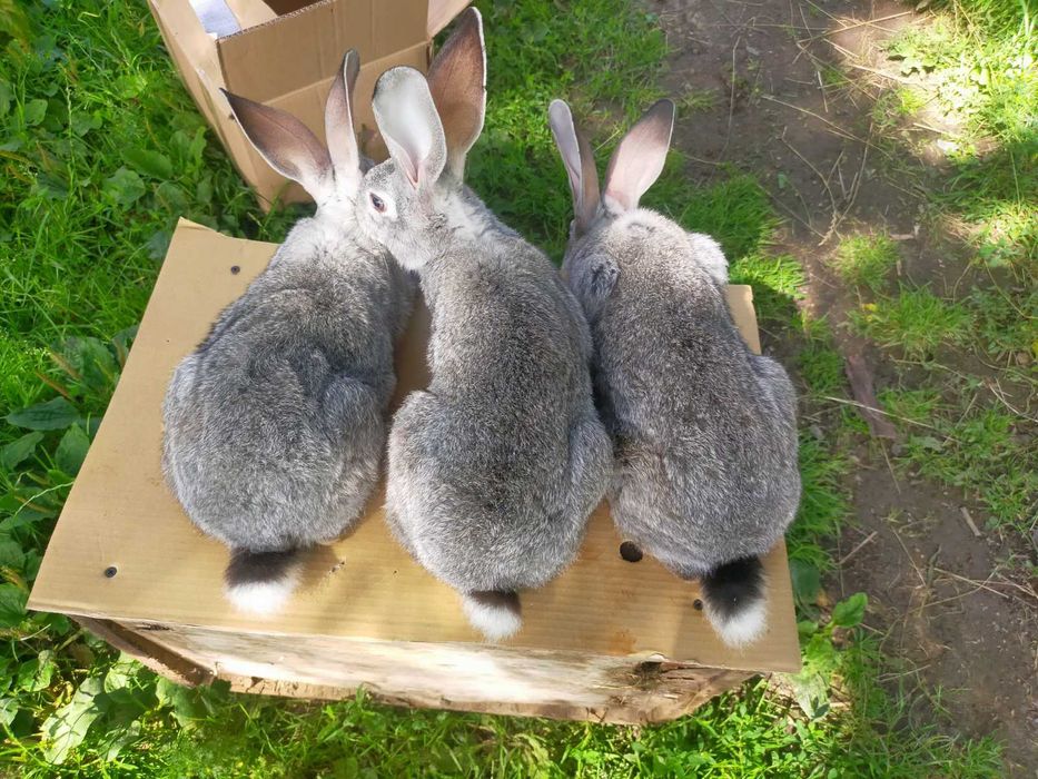 Кролі породи Шиншила. Німецький строкатий велетень.