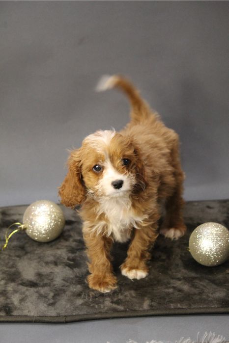 Мальтипу кава пу ,девочка продажа