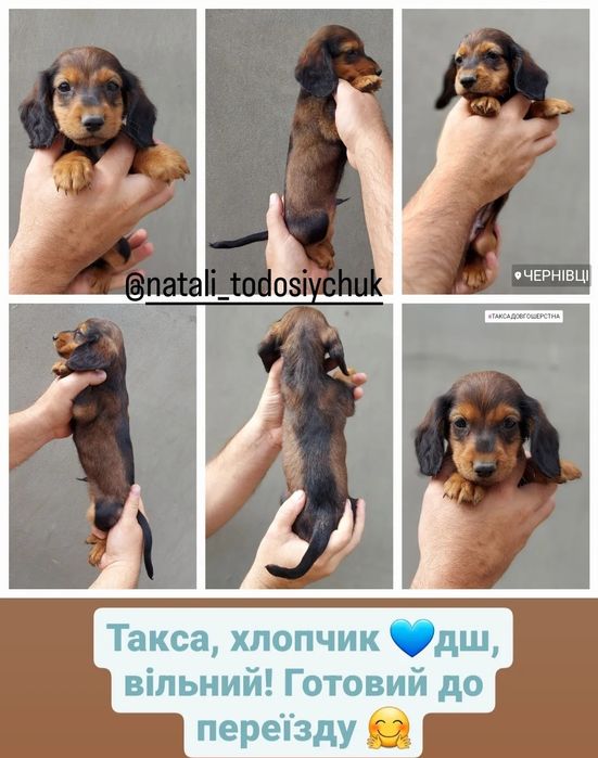 Таксик з 2ма вакцинами