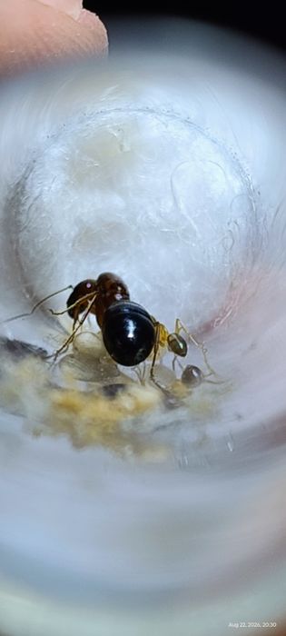 Camponotus sp Wietnam młoda kolonia