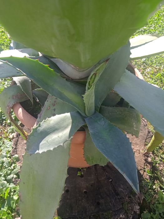 Продаються Агави